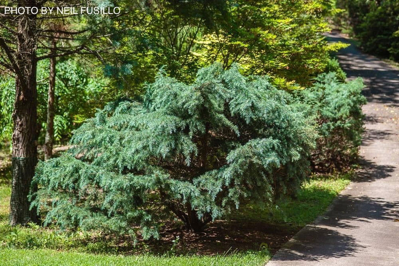 - Cedrus deodara 'Prostrate Beauty’ Small Himalayan Cedar - Mr Maple │ Buy Japanese Maple Trees