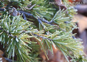 - Cedrus deodara 'Prostrate Beauty’ Small Himalayan Cedar - Mr Maple │ Buy Japanese Maple Trees