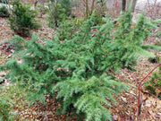 - Cedrus deodara 'Prostrate Beauty’ Small Himalayan Cedar - Mr Maple │ Buy Japanese Maple Trees