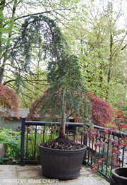 - Cedrus deodara 'Raywood’s Contorted’ Weeping Deodara Cedar - Mr Maple │ Buy Japanese Maple Trees