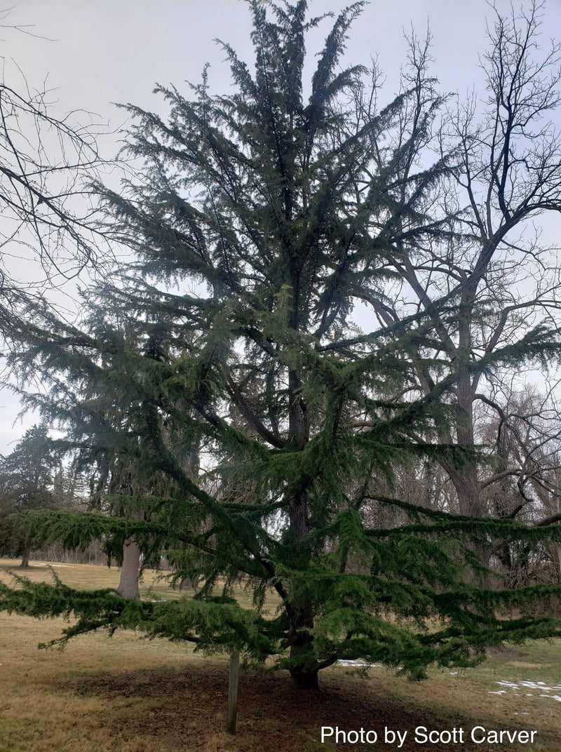 - Cedrus deodara 'Shalimar' Deodara Cedar - Mr Maple │ Buy Japanese Maple Trees