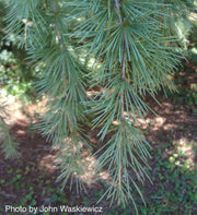 - Cedrus deodara 'Shalimar' Deodara Cedar - Mr Maple │ Buy Japanese Maple Trees