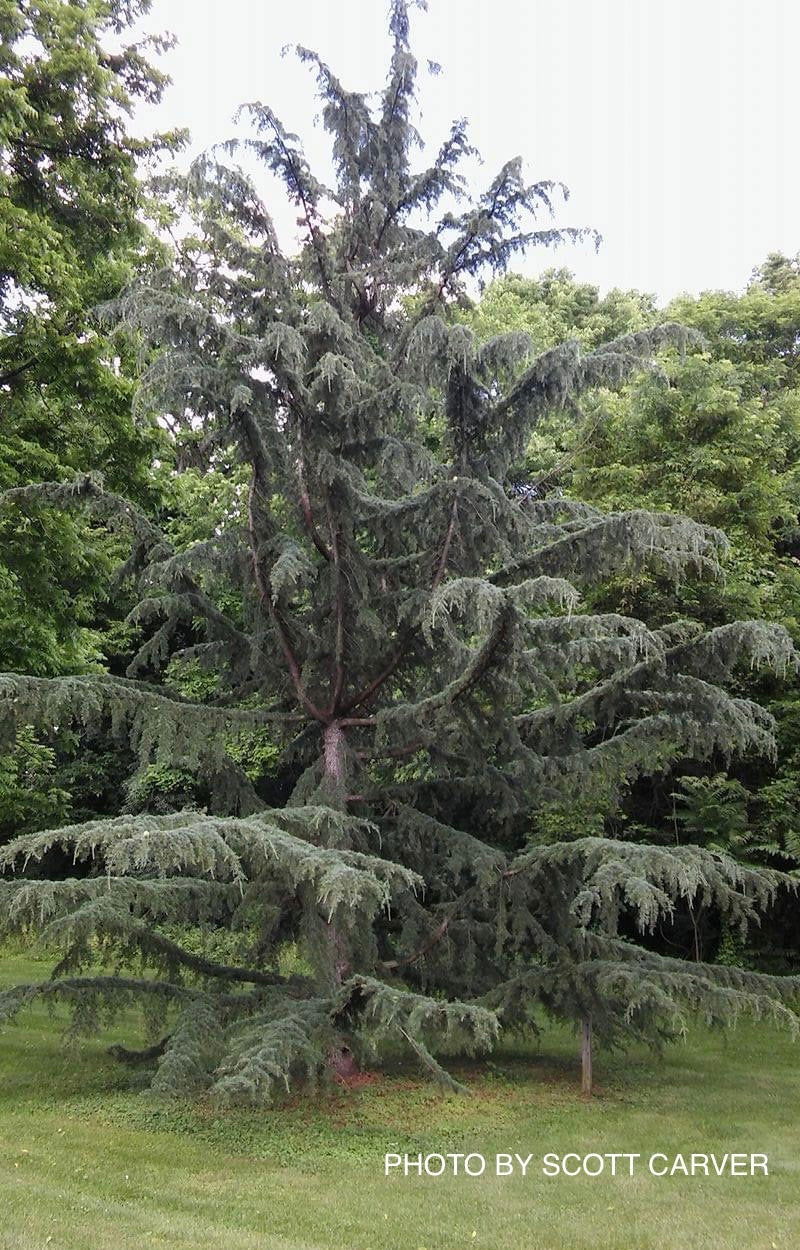 - Cedrus deodara 'Shalimar' Deodara Cedar - Mr Maple │ Buy Japanese Maple Trees