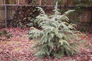 - Cedrus deodara 'Silver Mist'  Deodara Cedar - Mr Maple │ Buy Japanese Maple Trees