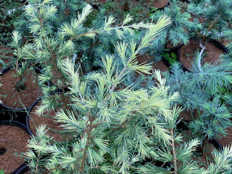 - Cedrus deodara 'Silver Mist'  Deodara Cedar - Mr Maple │ Buy Japanese Maple Trees