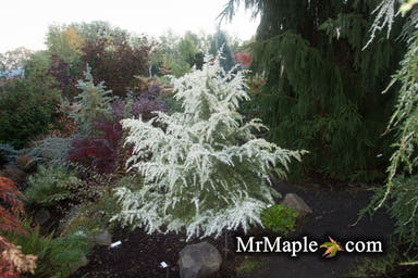 - Cedrus deodara 'Snow Sprite' White Deodara Cedar - Mr Maple │ Buy Japanese Maple Trees