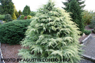 - Cedrus deodara 'Snow Sprite' White Deodara Cedar - Mr Maple │ Buy Japanese Maple Trees
