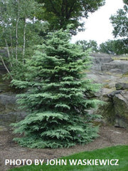 - Cedrus deodara 'Snow Sprite' White Deodara Cedar - Mr Maple │ Buy Japanese Maple Trees