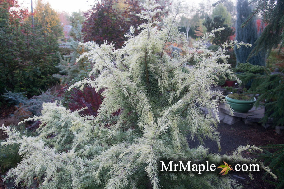 Buy Cedrus deodara 'Snow Sprite' White Deodara Cedar — Mr Maple │ Buy ...