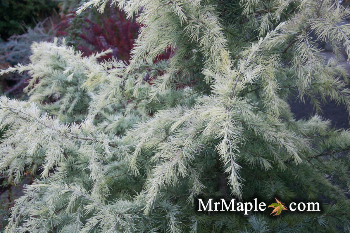 Buy Cedrus deodara 'Snow Sprite' White Deodara Cedar — Mr Maple │ Buy ...