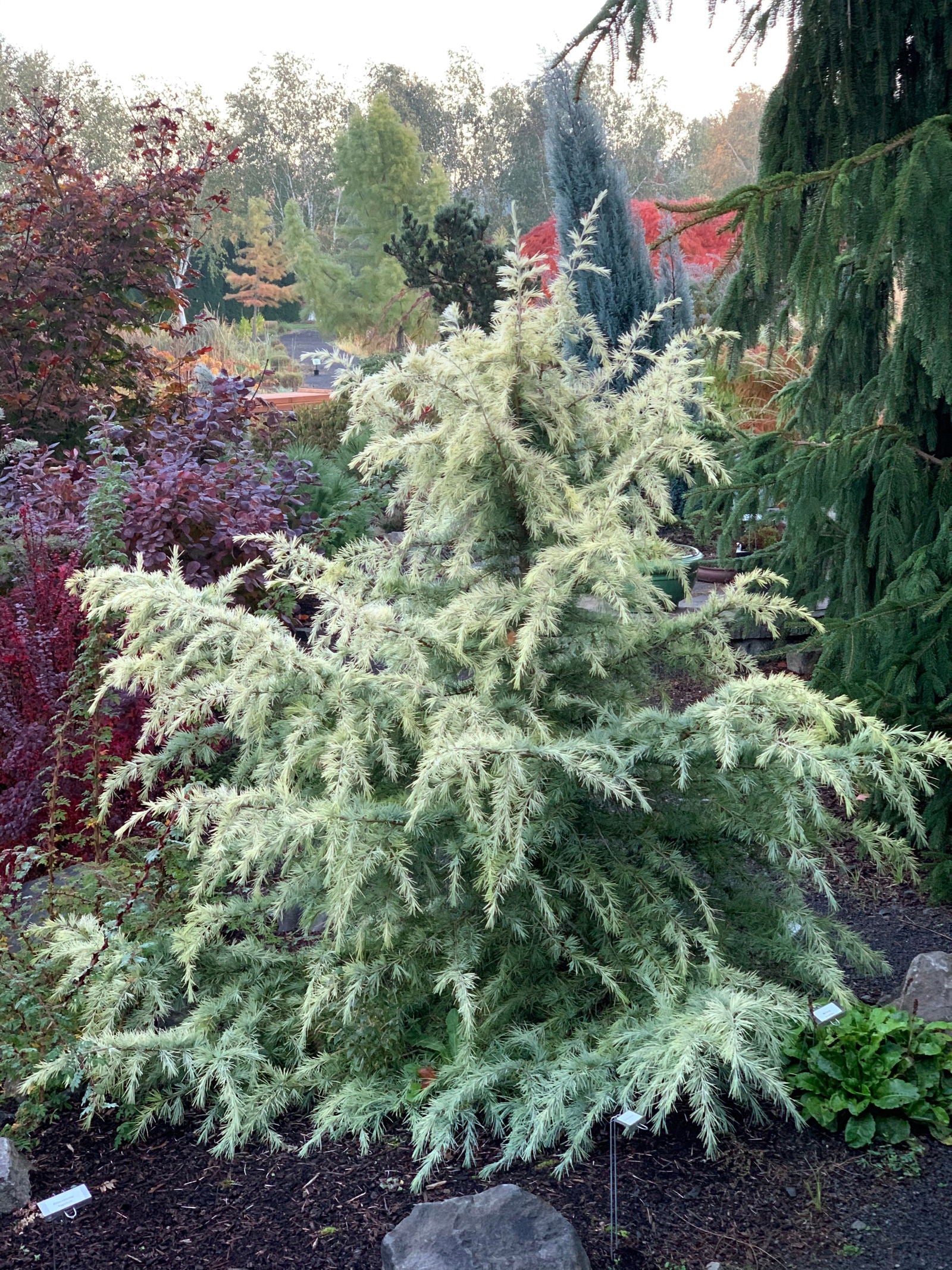 Buy Cedrus deodara 'Snow Sprite' White Deodara Cedar — Mr Maple │ Buy ...