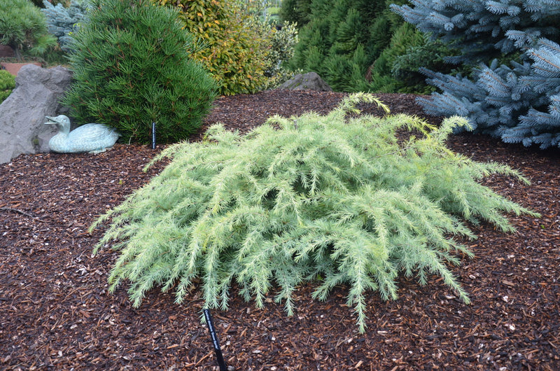 - Cedrus deodara 'Snow Sprite' White Deodara Cedar - Mr Maple │ Buy Japanese Maple Trees