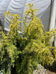 - Cedrus deodara 'Well's Golden' Select Yellow Himalayan Cedar - Mr Maple │ Buy Japanese Maple Trees