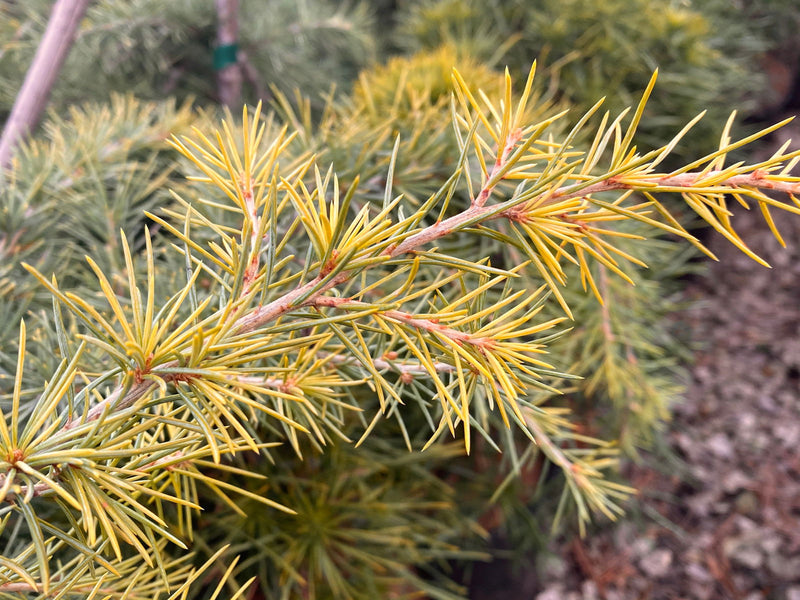 - Cedrus deodara 'Well's Golden' Select Yellow Himalayan Cedar - Mr Maple │ Buy Japanese Maple Trees