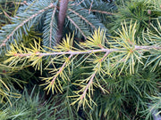 - Cedrus deodara 'Well's Golden' Select Yellow Himalayan Cedar - Mr Maple │ Buy Japanese Maple Trees