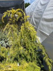 - Cedrus deodara 'Well's Golden' Select Yellow Himalayan Cedar - Mr Maple │ Buy Japanese Maple Trees