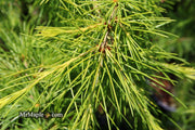 - Cedrus deodara 'Well's Golden' Select Yellow Himalayan Cedar - Mr Maple │ Buy Japanese Maple Trees