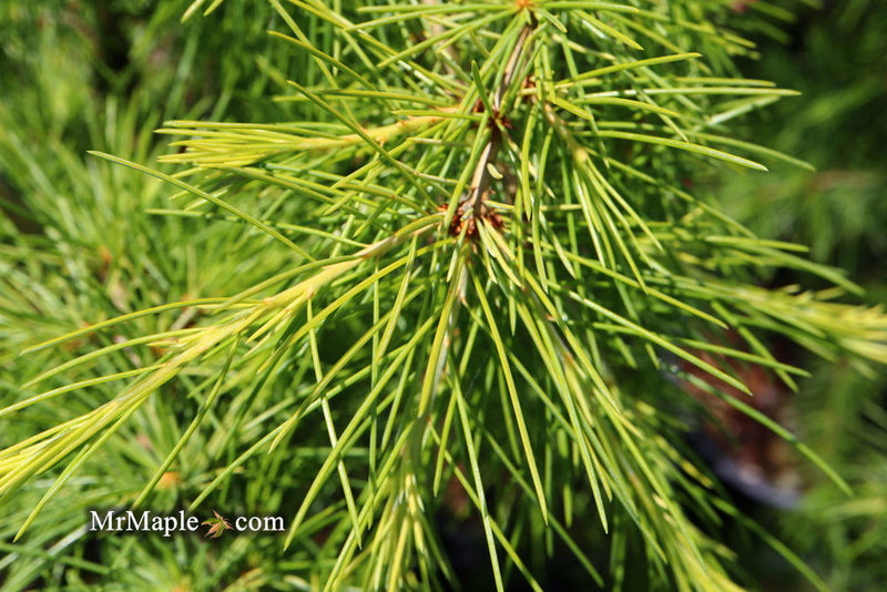 - Cedrus deodara 'Well's Golden' Select Yellow Himalayan Cedar - Mr Maple │ Buy Japanese Maple Trees