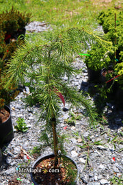 - Cedrus deodara 'Well's Golden' Select Yellow Himalayan Cedar - Mr Maple │ Buy Japanese Maple Trees