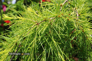- Cedrus deodara 'Well's Golden' Select Yellow Himalayan Cedar - Mr Maple │ Buy Japanese Maple Trees