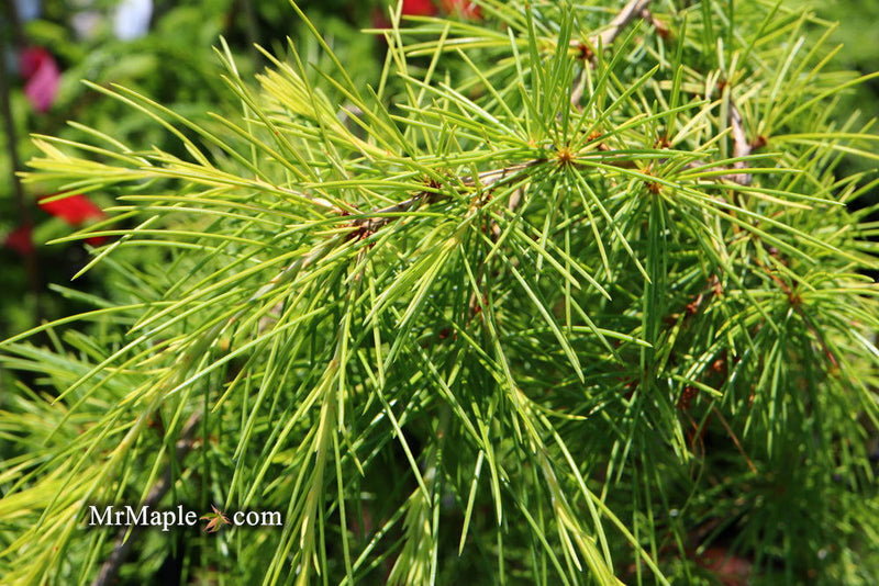 - Cedrus deodara 'Well's Golden' Select Yellow Himalayan Cedar - Mr Maple │ Buy Japanese Maple Trees
