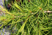 - Cedrus deodara 'Well's Golden' Select Yellow Himalayan Cedar - Mr Maple │ Buy Japanese Maple Trees