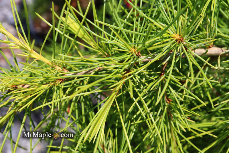 - Cedrus deodara 'Well's Golden' Select Yellow Himalayan Cedar - Mr Maple │ Buy Japanese Maple Trees