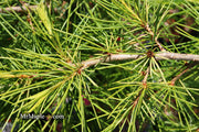 - Cedrus deodara 'Well's Golden' Select Yellow Himalayan Cedar - Mr Maple │ Buy Japanese Maple Trees