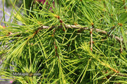 - Cedrus deodara 'Well's Golden' Select Yellow Himalayan Cedar - Mr Maple │ Buy Japanese Maple Trees