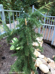 - Cedrus libani 'Beacon Hill’ Weeping Lebanon Cedar - Mr Maple │ Buy Japanese Maple Trees