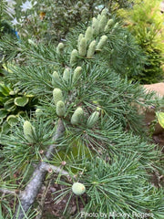 - Cedrus libani 'Beacon Hill’ Weeping Lebanon Cedar - Mr Maple │ Buy Japanese Maple Trees