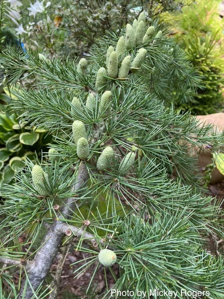 - Cedrus libani 'Beacon Hill’ Weeping Lebanon Cedar - Mr Maple │ Buy Japanese Maple Trees