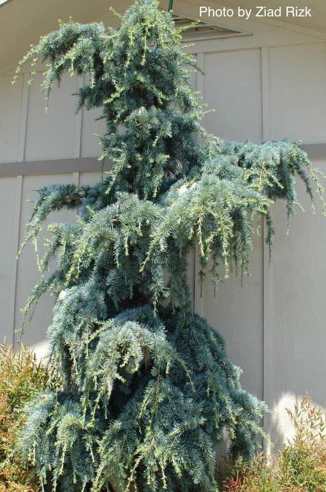 - Cedrus libani 'Blue Angel' Narrow Lebanon Cedar - Mr Maple │ Buy Japanese Maple Trees