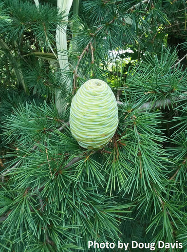 - Cedrus libani 'Blue Angel' Narrow Lebanon Cedar - Mr Maple │ Buy Japanese Maple Trees