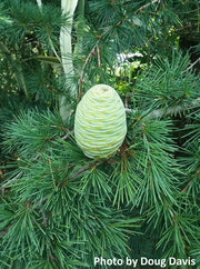 - Cedrus libani 'Blue Angel' Narrow Lebanon Cedar - Mr Maple │ Buy Japanese Maple Trees