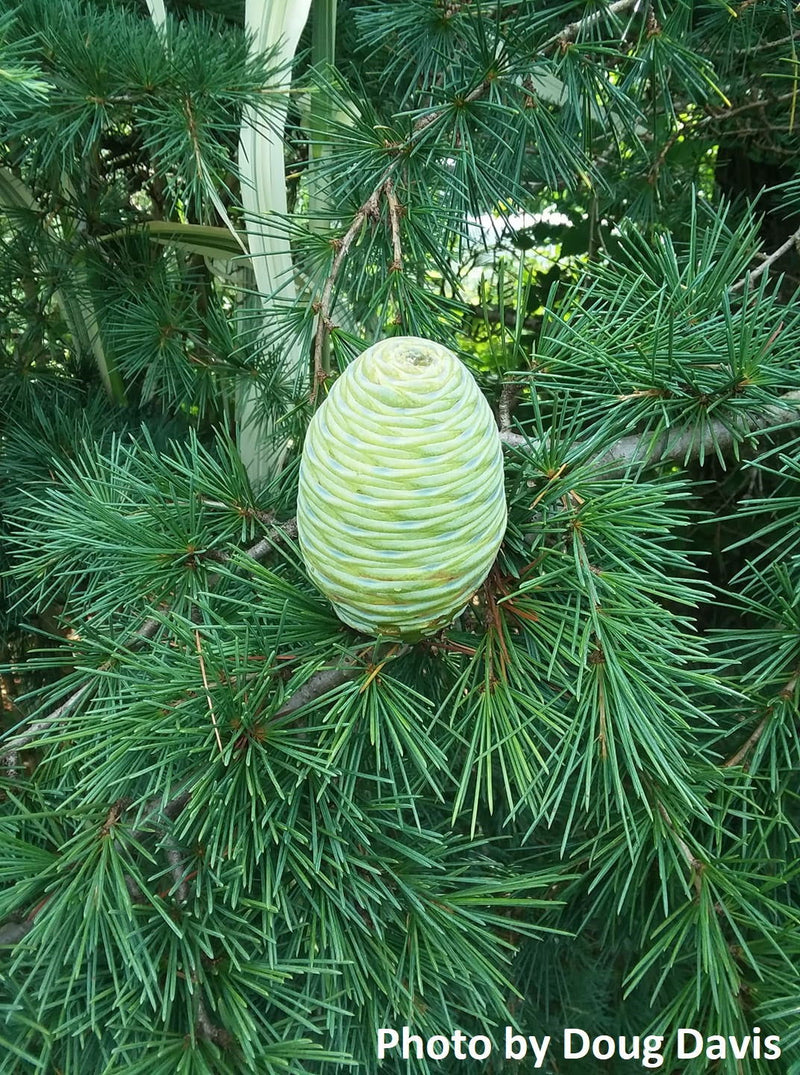 - Cedrus libani 'Blue Angel' Narrow Lebanon Cedar - Mr Maple │ Buy Japanese Maple Trees