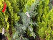 - Cedrus libani 'Blue Angel' Narrow Lebanon Cedar - Mr Maple │ Buy Japanese Maple Trees