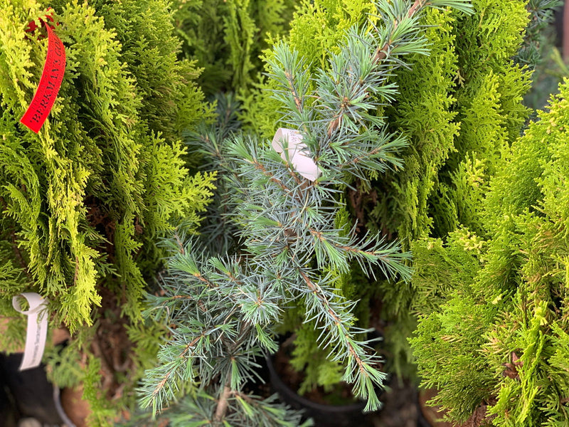 - Cedrus libani 'Blue Angel' Narrow Lebanon Cedar - Mr Maple │ Buy Japanese Maple Trees