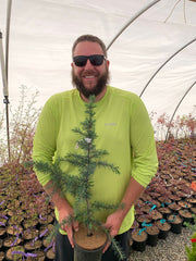 - Cedrus libani 'Blue Angel' Narrow Lebanon Cedar - Mr Maple │ Buy Japanese Maple Trees