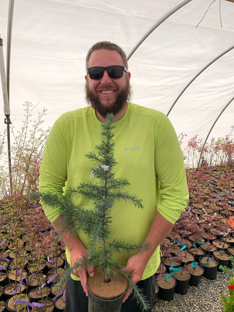 - Cedrus libani 'Blue Angel' Narrow Lebanon Cedar - Mr Maple │ Buy Japanese Maple Trees