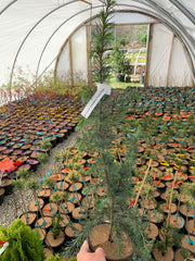 - Cedrus libani 'Blue Angel' Narrow Lebanon Cedar - Mr Maple │ Buy Japanese Maple Trees