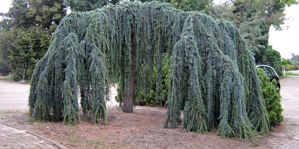 Buy Cedrus atlantica 