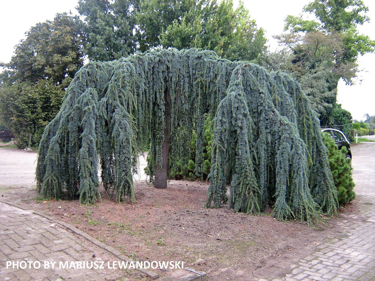 cedrus atlantica glauca pendula fish hook Buy Cedrus atlantica 'Glauca Pendula' Weeping Blue Atlas Cedar — Mr Maple │  Buy Japanese Maple Trees