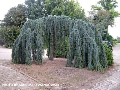 - Cedrus libani 'Glauca Pendula' Weeping Blue Lebanon Cedar - Mr Maple │ Buy Japanese Maple Trees