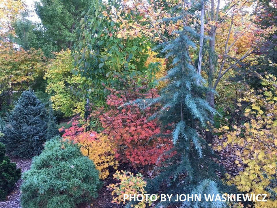 Buy Cedrus atlantica 'Glauca Pendula' Weeping Blue Atlas Cedar