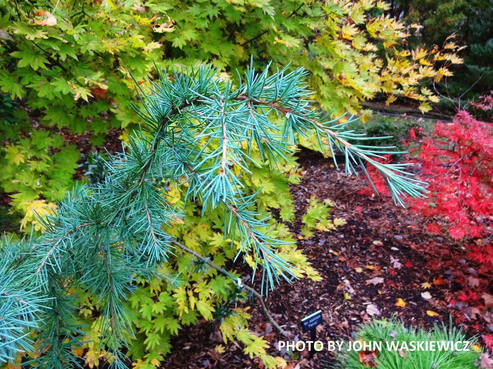 Buy Cedrus atlantica 'Glauca Pendula' Weeping Blue Atlas Cedar