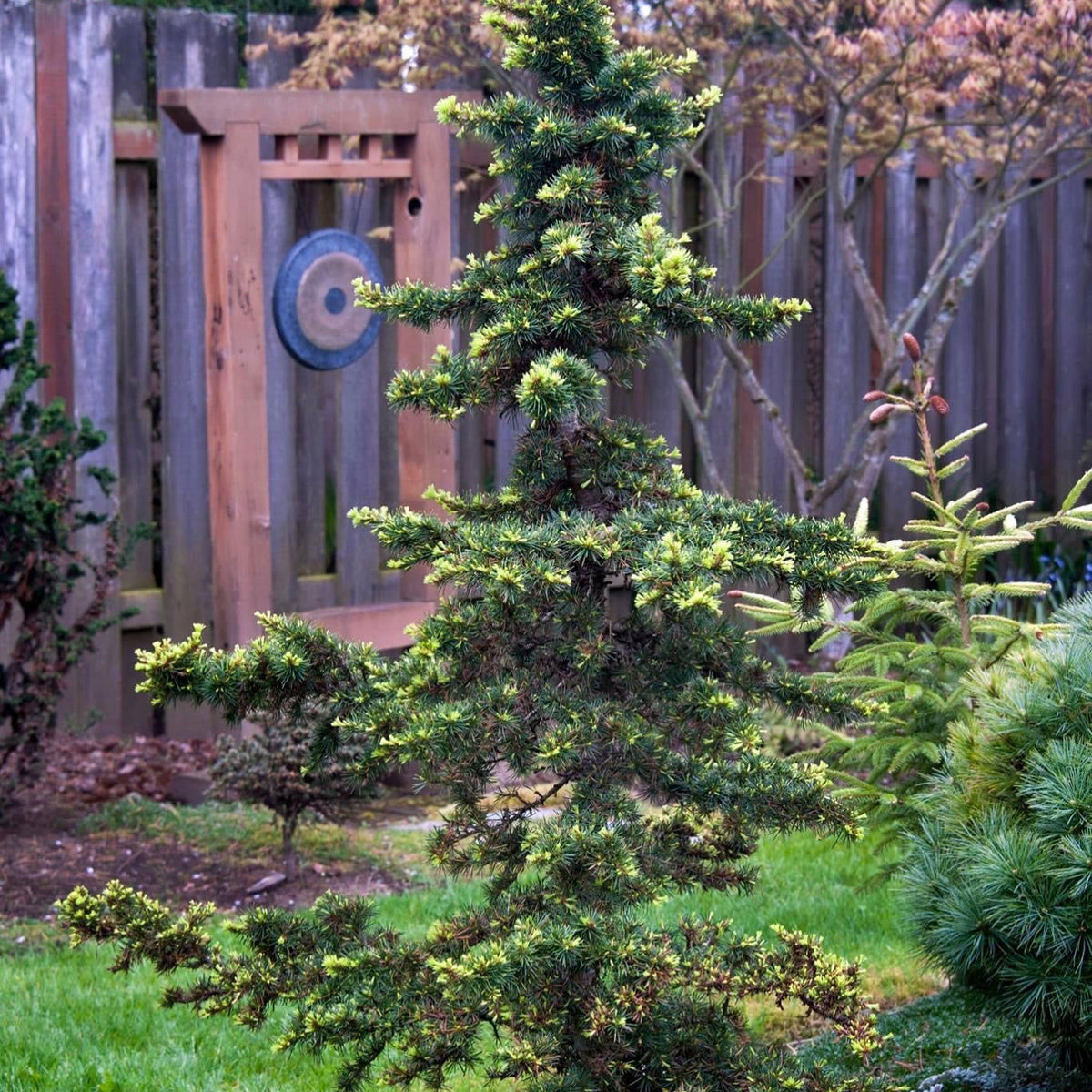 Buy Cedrus libani 'Green Prince' Dwarf Lebanon Cedar — Mr Maple │ Buy  Japanese Maple Trees