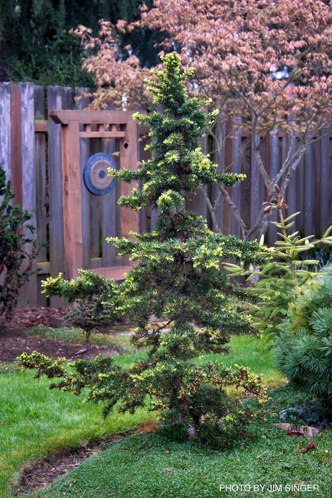 Buy Cedrus libani 'Green Prince' Dwarf Lebanon Cedar — Mr Maple
