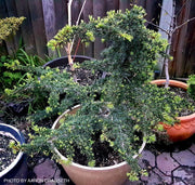 - Cedrus libani 'Green Prince' Dwarf Lebanon Cedar - Mr Maple │ Buy Japanese Maple Trees