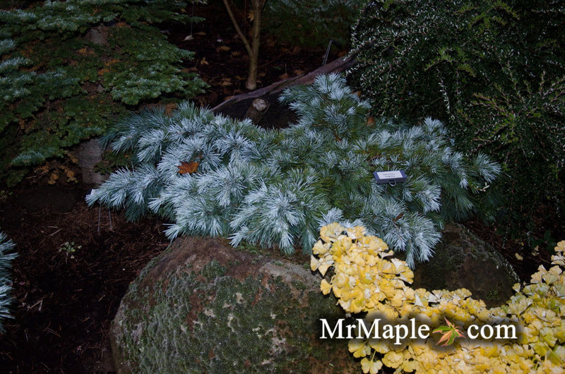 - Cedrus libani 'Hedgehog' Dwarf Lebanon Cedar - Mr Maple │ Buy Japanese Maple Trees